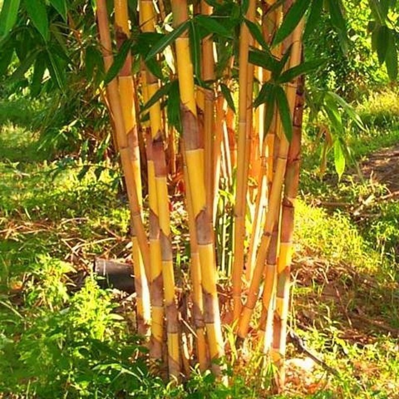 Zlatni Bambus Seme (Phillostachis aurea) | 1,95 €