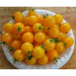 Red & Yellow Tumbling Tom Tomato Seeds