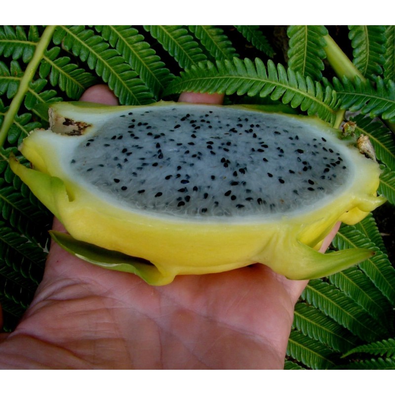 Pitaya Jaune, Graines de Fruit du Dragon Jaune (Selenicereus megalanthus) | 2,50 €