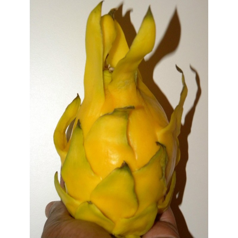 Pitaya Jaune, Graines de Fruit du Dragon Jaune (Selenicereus megalanthus) | 2,50 €