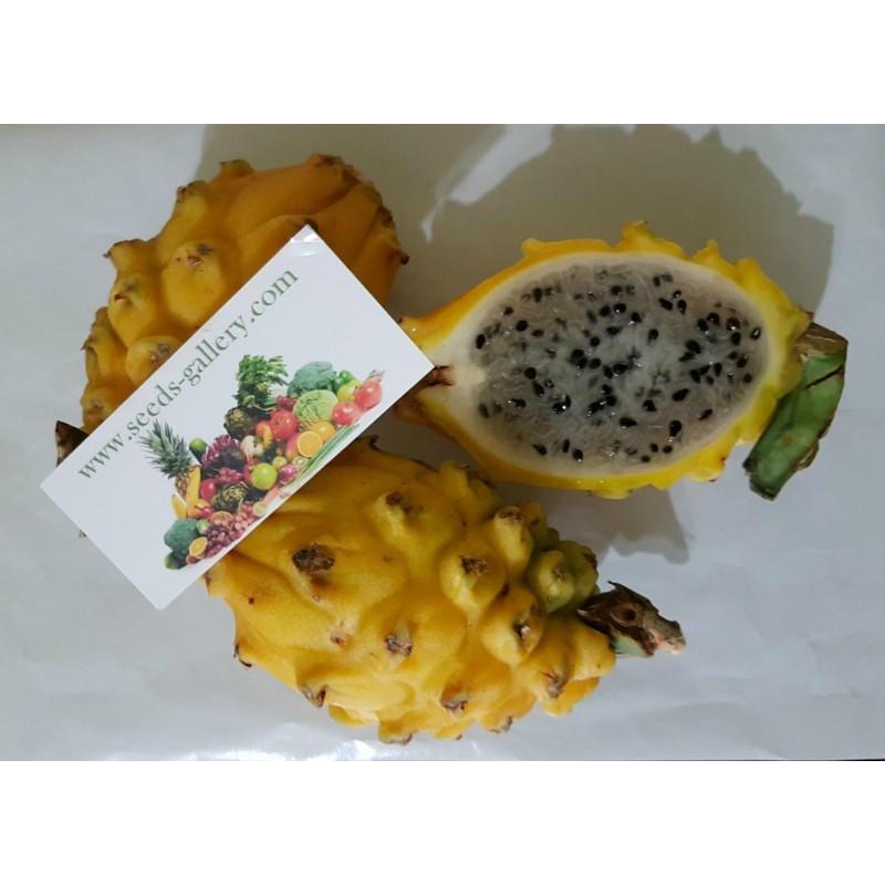 Pitaya Jaune, Graines de Fruit du Dragon Jaune (Selenicereus megalanthus) | 2,50 €