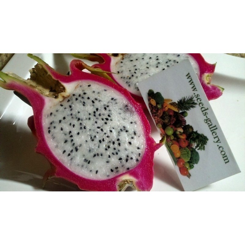 Σπόροι pitaya εξωτικό φρούτο του δράκου (Hylocereus undatus) | 2,00 €