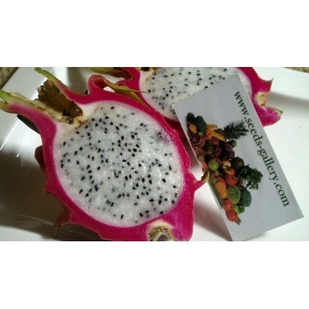 Σπόροι pitaya εξωτικό φρούτο του δράκου (Hylocereus undatus) | 2,00 €