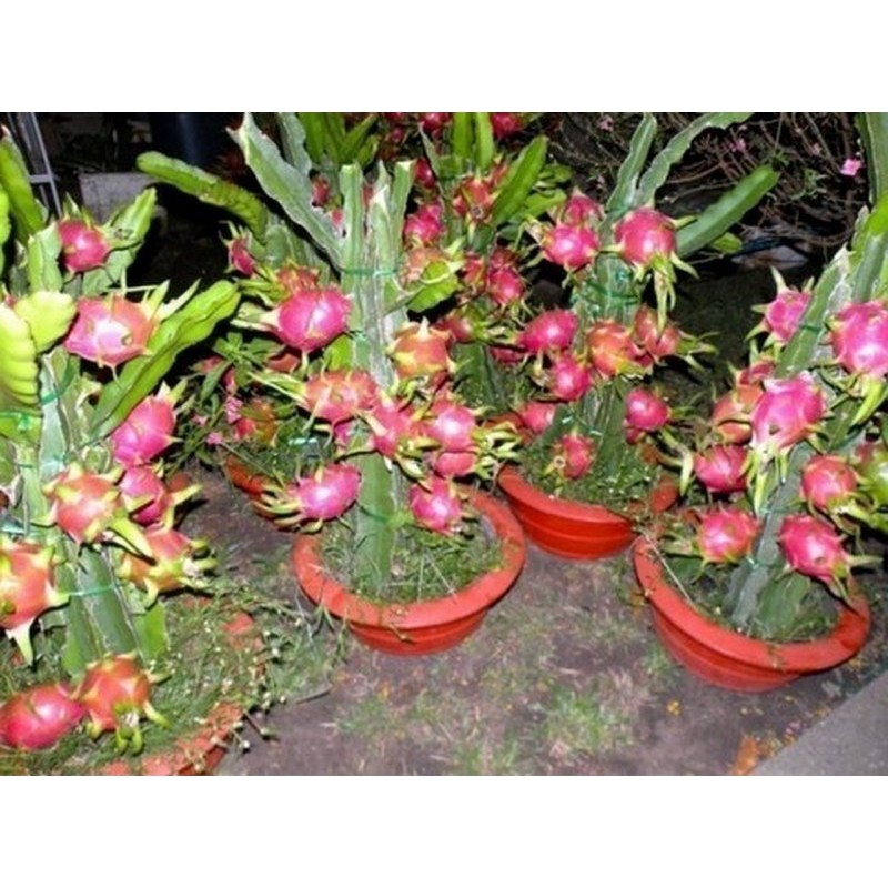 Σπόροι pitaya εξωτικό φρούτο του δράκου (Hylocereus undatus) | 2,00 €