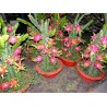Σπόροι pitaya εξωτικό φρούτο του δράκου (Hylocereus undatus) | 2,00 €
