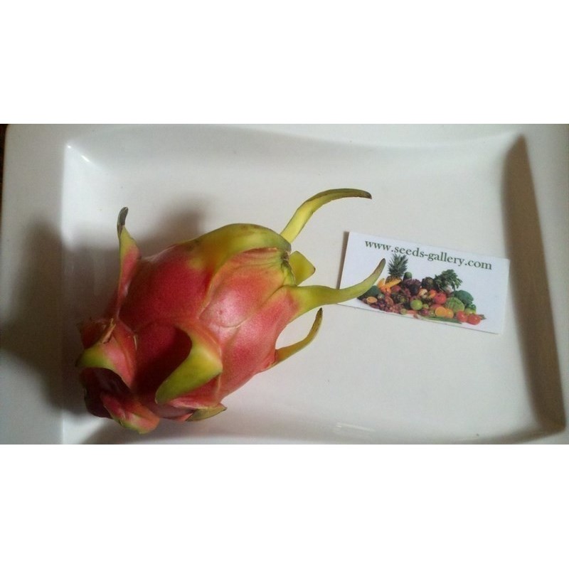 Σπόροι pitaya εξωτικό φρούτο του δράκου (Hylocereus undatus) | 2,00 €