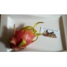 Σπόροι pitaya εξωτικό φρούτο του δράκου (Hylocereus undatus) | 2,00 €