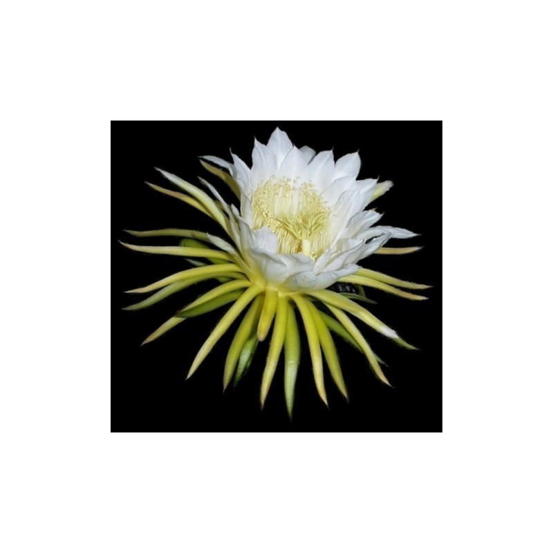 Σπόροι pitaya εξωτικό φρούτο του δράκου (Hylocereus undatus) | 2,00 €