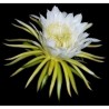 Σπόροι pitaya εξωτικό φρούτο του δράκου (Hylocereus undatus) | 2,00 €