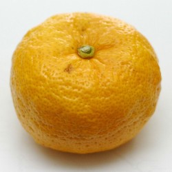 Yuzu Seeds Japanese citrus fruit -20°C (Citrus junos) 4.15 - 3