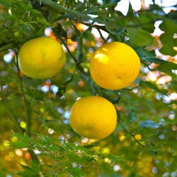 Yuzu Seme Japanski citrus -20 ° C (Citrus junos) 4.15 - 7