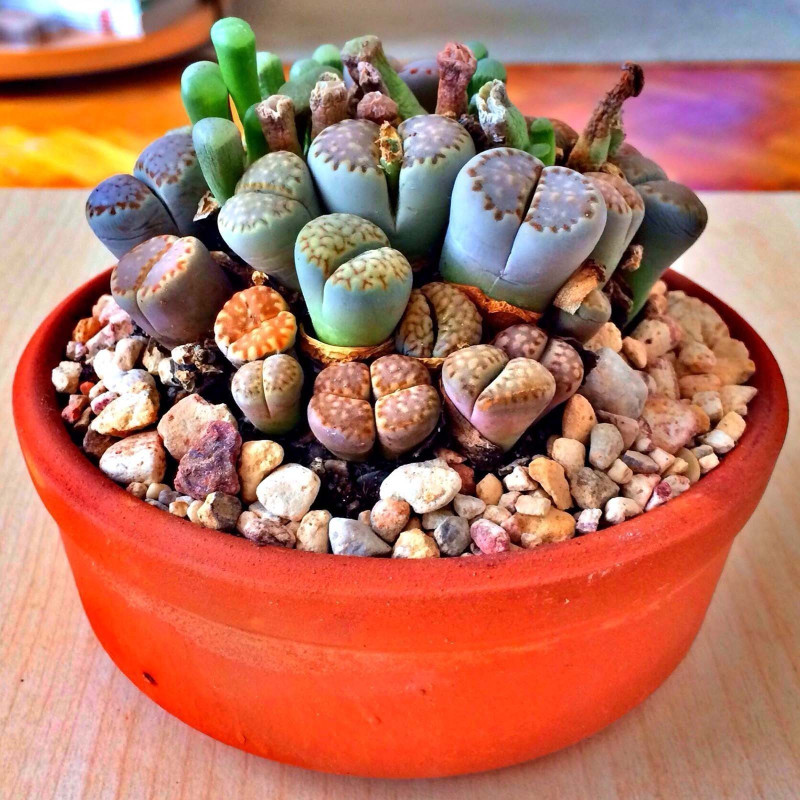 Graines de Lithops 1.5 - 4