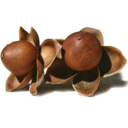 Hawaiian Baby Woodrose Seeds (Argyreia nervosa) 1.95 - 1