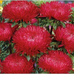 Chinese Aster Red 1.95 - 3