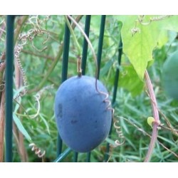 5 Samen Passiflora MORIFOLIA *blaue Früchte dekorativ 