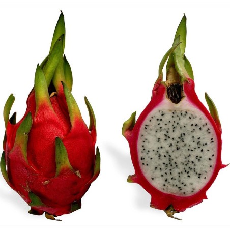 Σπόροι pitaya εξωτικό φρούτο του δράκου (Hylocereus undatus) | 2,00 €