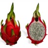 Σπόροι pitaya εξωτικό φρούτο του δράκου (Hylocereus undatus) | 2,00 €