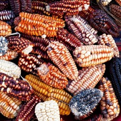 Peruvian Giant Red Sacsa Kuski Corn Seeds 3.499999 - 1