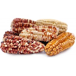 Peruvian Giant Red Sacsa Kuski Corn Seeds 3.499999 - 11