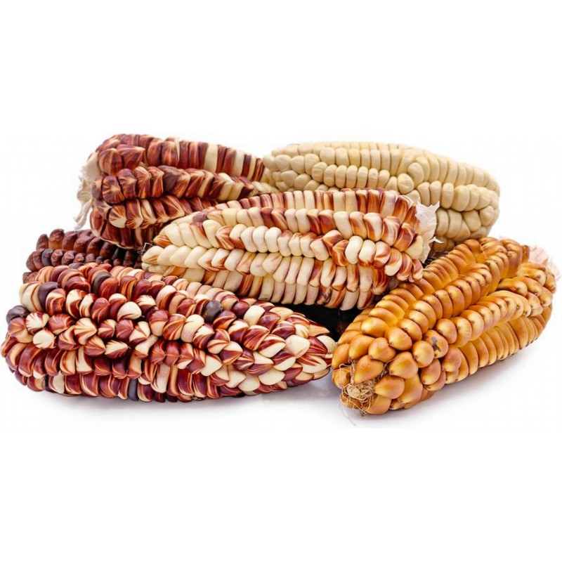 Peruvian Giant Red Sacsa Kuski Corn Seeds 3.499999 - 11