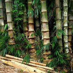 Male bamboo Seeds - Calcutta bamboo - Solid bamboo 4 - 4