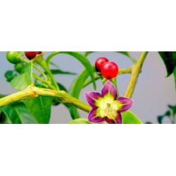 ULUPICA Bolivian Chili Seeds (Capsicum cardenasii) 2.049999 - 2