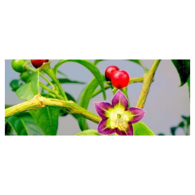 Semi di peperoncino boliviano ULUPICA (Capsicum cardenasii) | 2,05 €