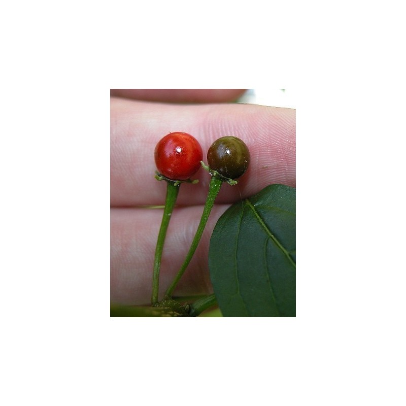 Bolivianische Chili-Samen ULUPICA (Capsicum cardenasii) | 2,05 €