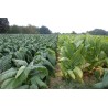 Burley Tobacco Seeds cocoa like aroma | 1,95 €