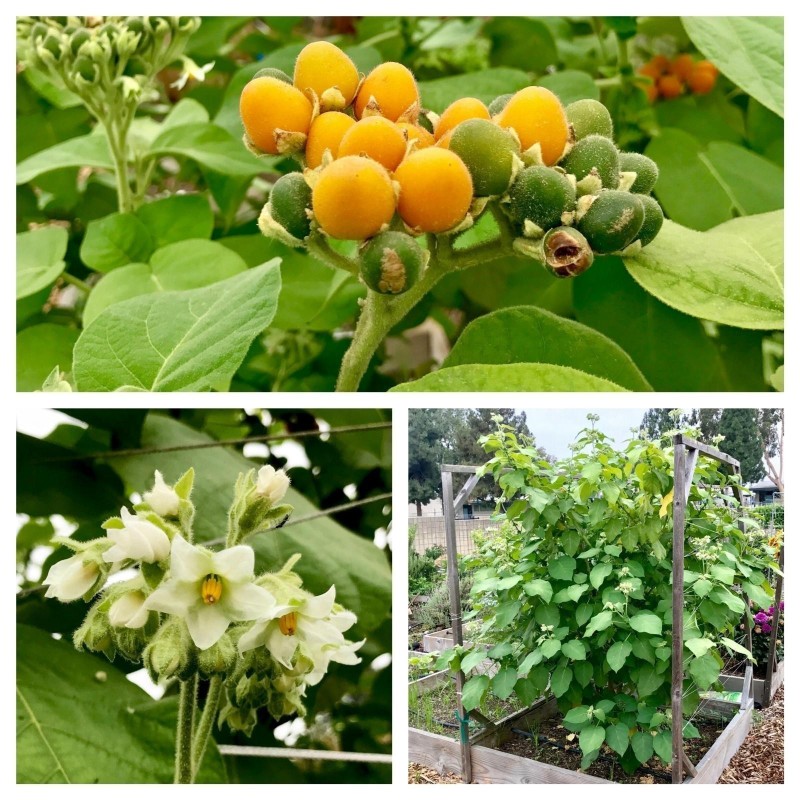 Dwarf Tamarillo Seeds (Solanum abutiloides) | 2,05 €