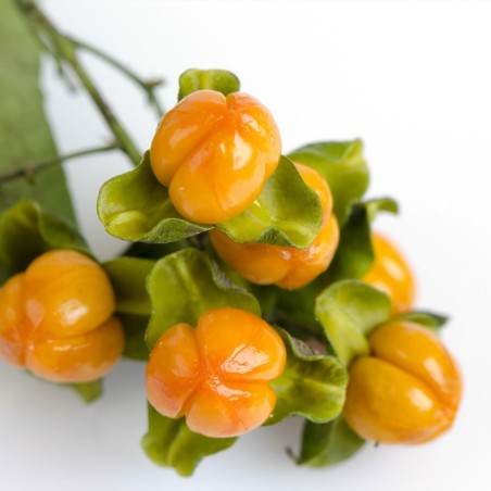 Sementes de Árvore Intelecto (Celastrus paniculatus) | 2,45 €