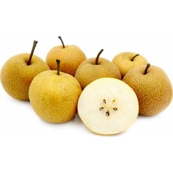 Asian Pear Seeds - Chinese Sand Pear (Pyrus pyrifolia) 3 - 1