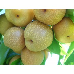 Azijska Kruska Seme (Pyrus pyrifolia) Chinese Sand Pear 3 - 4