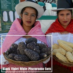 Peruvian Black Violet White "K'uyu Chuspi" Corn Seeds 2.45 - 1