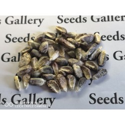 Peruvian Black Violet White "K'uyu Chuspi" Corn Seeds 2.45 - 3