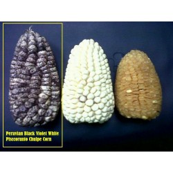 Peruvian Black Violet White "K'uyu Chuspi" Corn Seeds 2.45 - 7