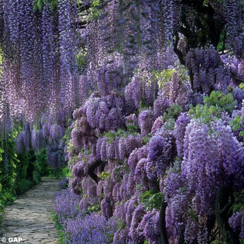 Spóroi Glytsínia (Wisteria Sinensis) | 3,00 €
