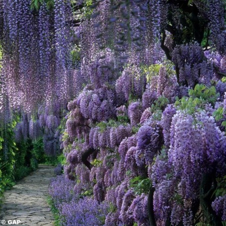 Spóroi Glytsínia (Wisteria Sinensis) | 3,00 €