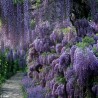 Spóroi Glytsínia (Wisteria Sinensis) | 3,00 €