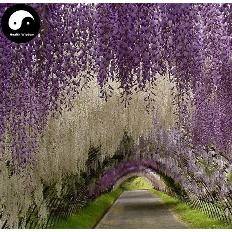 Spóroi Glytsínia (Wisteria Sinensis) | 3,00 €