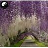 Spóroi Glytsínia (Wisteria Sinensis) | 3,00 €