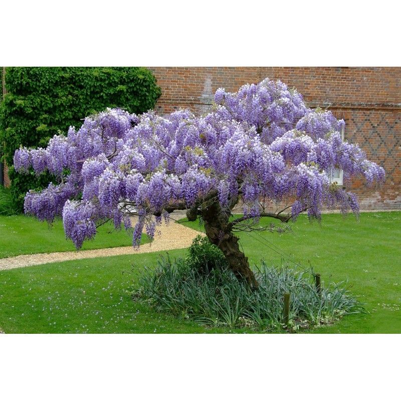 Spóroi Glytsínia (Wisteria Sinensis) | 3,00 €