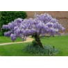 Spóroi Glytsínia (Wisteria Sinensis) | 3,00 €