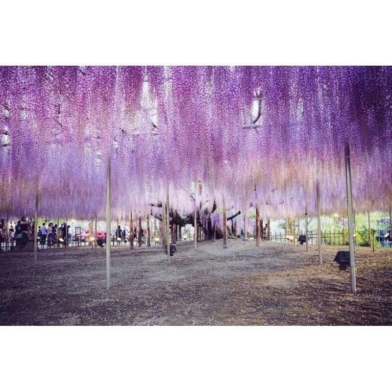 Spóroi Glytsínia (Wisteria Sinensis) | 3,00 €