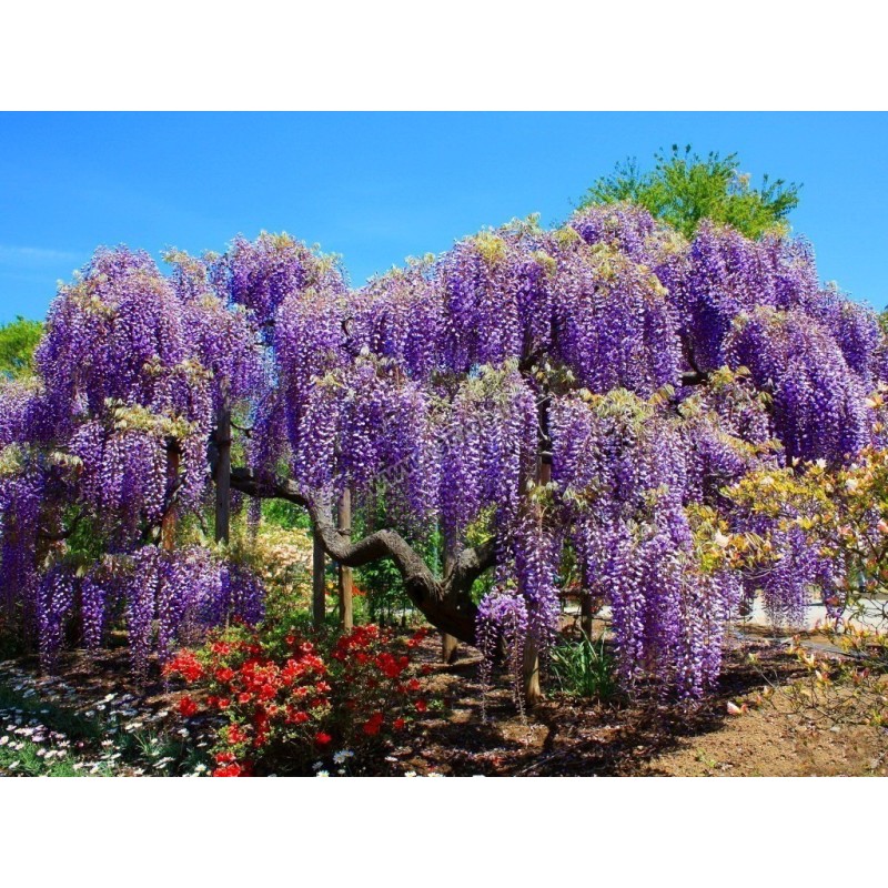 Spóroi Glytsínia (Wisteria Sinensis) | 3,00 €