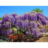 Spóroi Glytsínia (Wisteria Sinensis) | 3,00 €