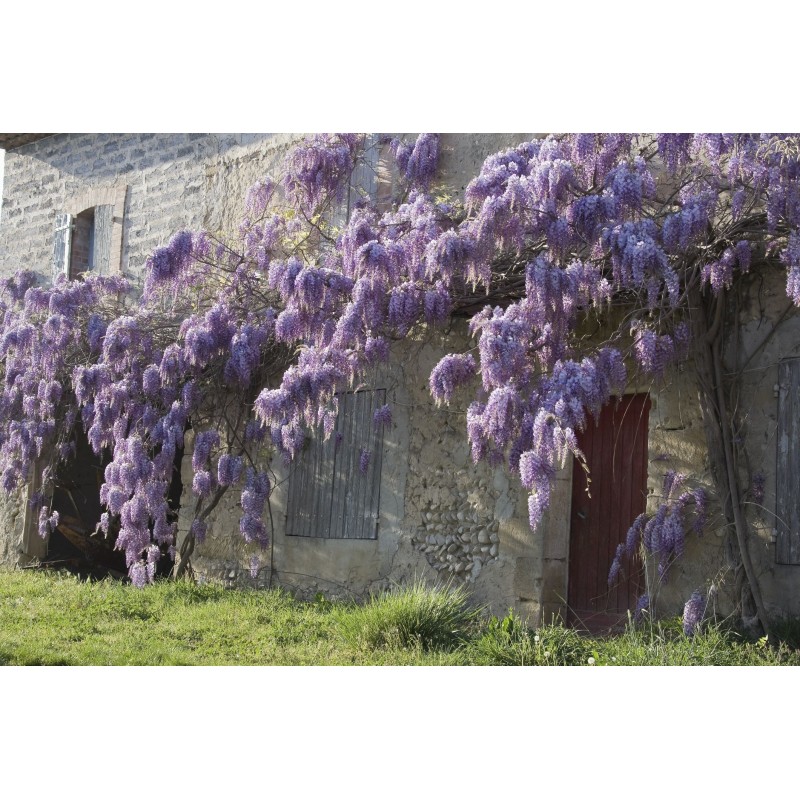 Spóroi Glytsínia (Wisteria Sinensis) | 3,00 €