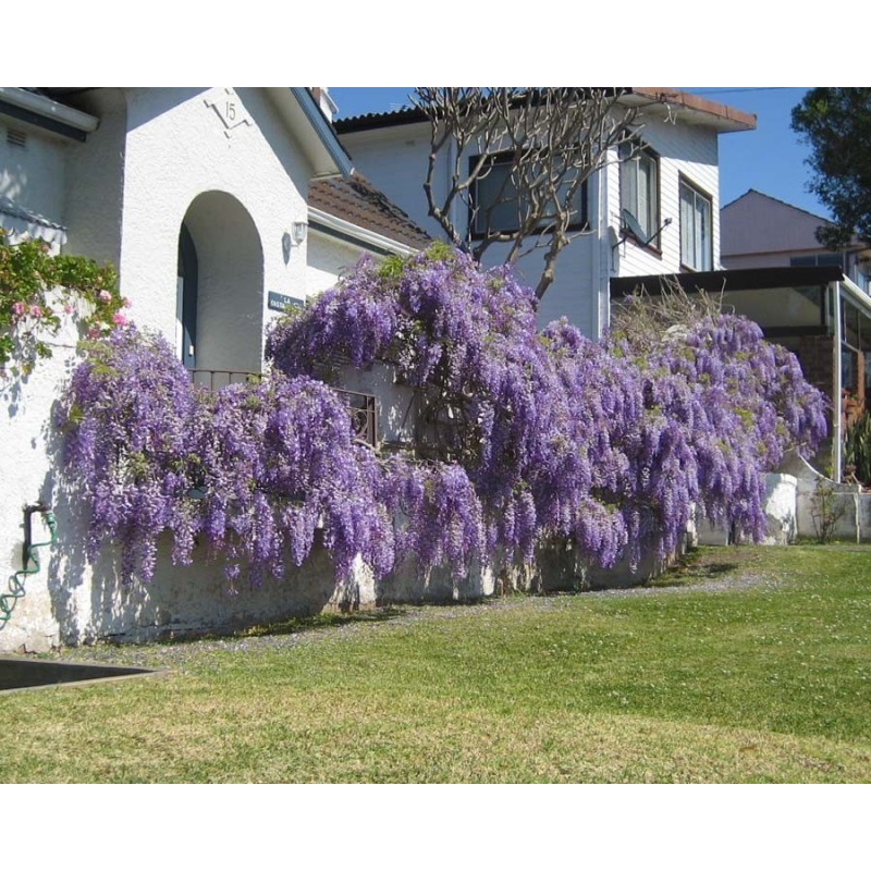 Spóroi Glytsínia (Wisteria Sinensis) | 3,00 €