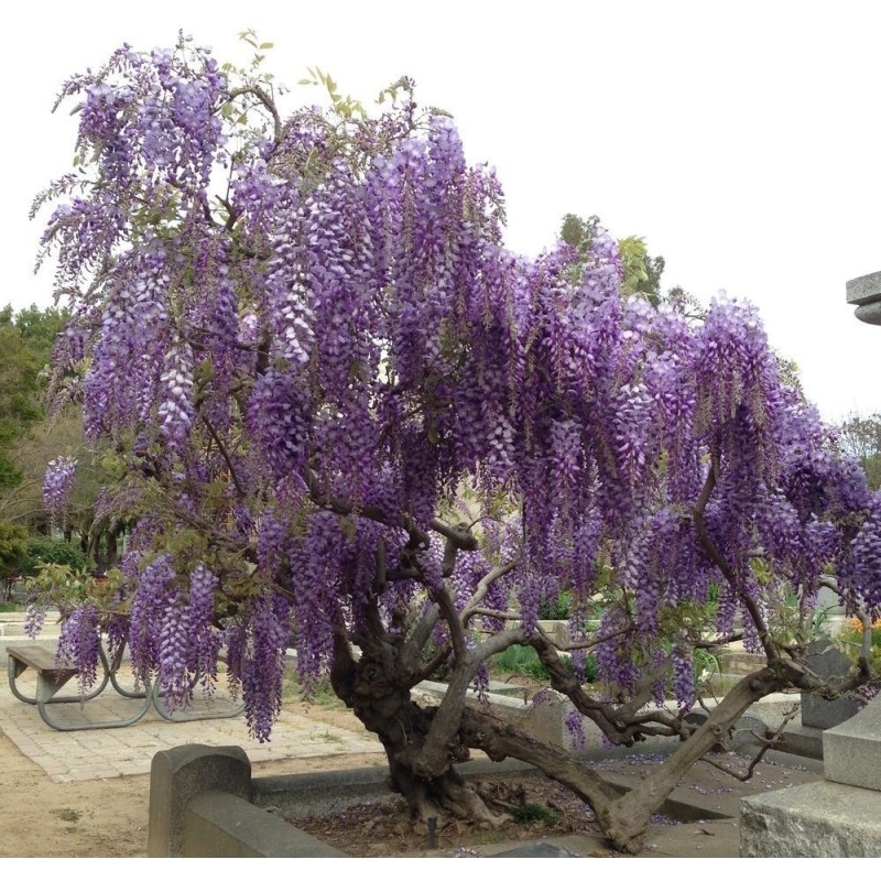Spóroi Glytsínia (Wisteria Sinensis) | 3,00 €