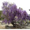Spóroi Glytsínia (Wisteria Sinensis) | 3,00 €